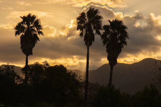 silhouette of palm trees against dramatic sunset clouds