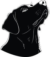 Black and white profile portrait of a loyal labrador dog © Farhan
