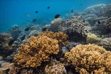 Naklejka premium Living coral reef with tropical fish underwater in clear ocean water