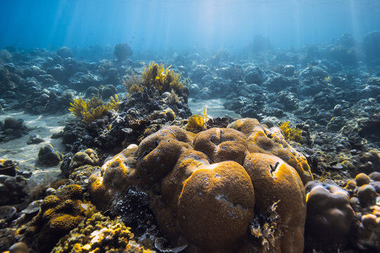 Living coral reef with tropical fish underwater in clear ocean water