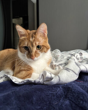 Beautiful ginger and white cat lying comfortably on a soft blanket in bed and looking down