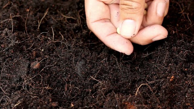 Close Up of Hand Planting Seeds in Rich Dark Soil for Agriculture