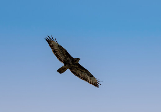 M&auml;usebussard
