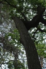 Fototapeta premium green oak, tree branches, flora and nature