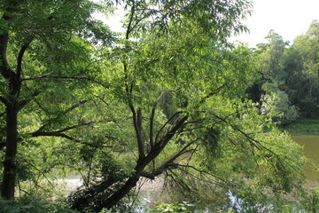 Fototapeta premium trees in the forest, beautiful view of the green summer forest