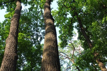 Fototapeta premium green oak, green leaves on oak trees in summer