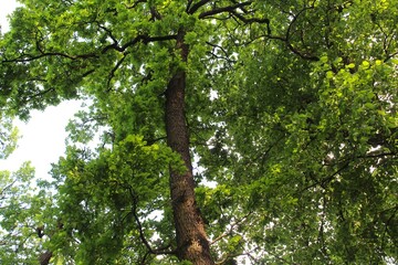 Fototapeta premium green oak, tree branches, flora and nature, green tree in the park