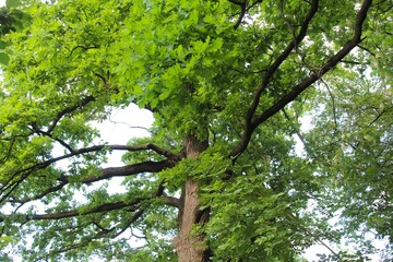 Fototapeta premium green oak, tree branches, flora and nature