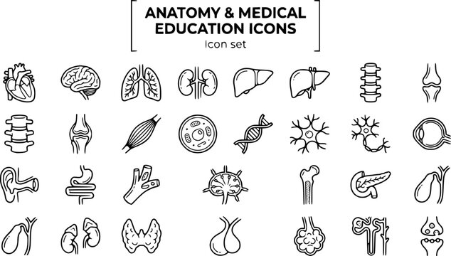 Anatomy Medical Education Technical Line Art Icon Set Heart Chambers Brain Lobes Lung Cross-Section Kidney Liver Spine Skeletal Joint Muscle DNA Neuron Eye Ear Digestive 25 Icons Editable Strokes Line