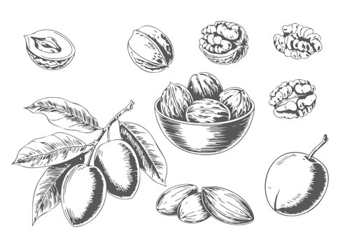 Pecan fruit study with cracked shells and kernels. Detailed botanical engraving artwork.
