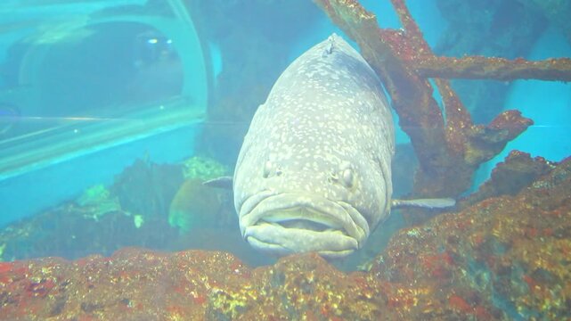 ⁠Front view of a large grouper fish looking at the camera with funny grumpy face expression in deep blue tank⁠