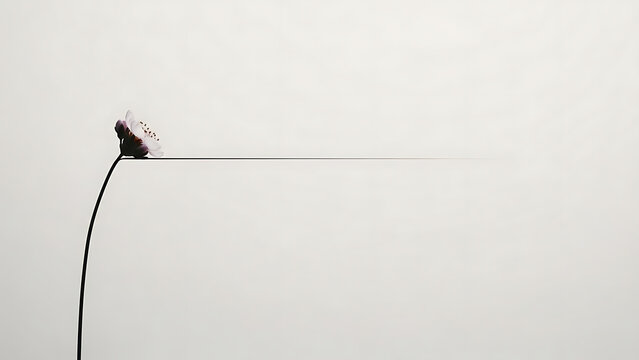 A pink flower on a long thin stem isolated on a transparent background, single flower long stem
