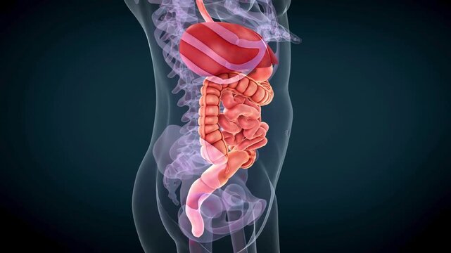 3D Medical Animation of Human Digestive System Anatomy and Internal Organs