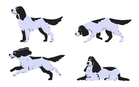 Set of illustration of a hunting spaniel in various postures. Vector illustration.
