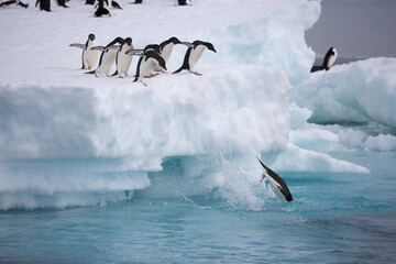Adelie Penguins leaping off an iceberg in the Southern Ocean © willtu