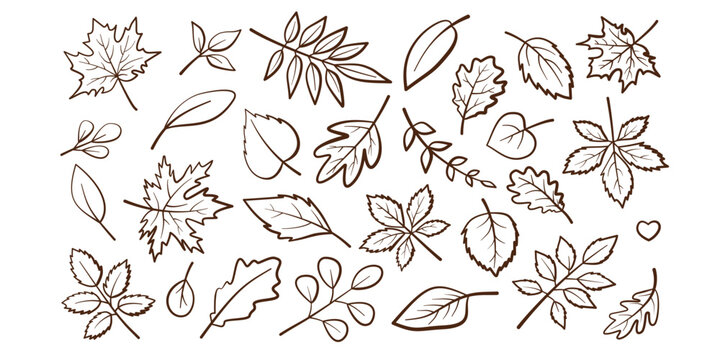 Autumn leaves vector line art set. Minimalist black outline fall foliage collection for coloring book, patterns and seasonal design.