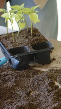 Vertical video: Sifting soil, hands entering frame prepping seedling tray on table in blue shirt