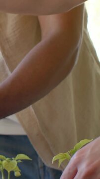 Vertical video: Forearms starting extended, two adjusting plant on counter steadying pot in denim