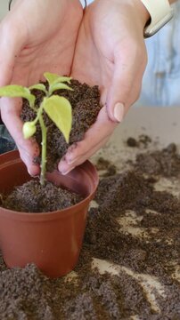 Vertical video: Pouring hands with seedling in pot adding soil around stem at home table for roots