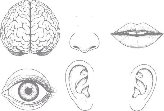 Human senses brain, eyes, ears, nose, and mouth