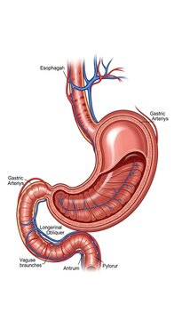 Detailed anatomical diagram of human stomach anatomy.