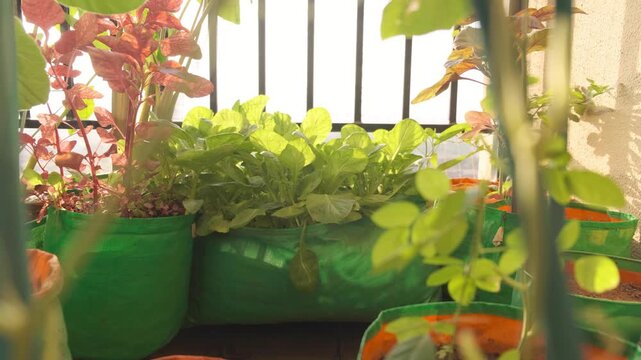Fresh organic Lai leaves (Brassica juncea) /mustard greensgrowing in a balcony garden, in a grow bag