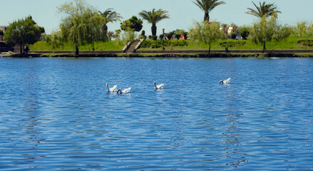 White geese swimming on a tranquil park pond. Four domestic white geese swim peacefully on a calm blue pond in a sunny public park. The background features lush green grass and palm trees. © ismailgazel
