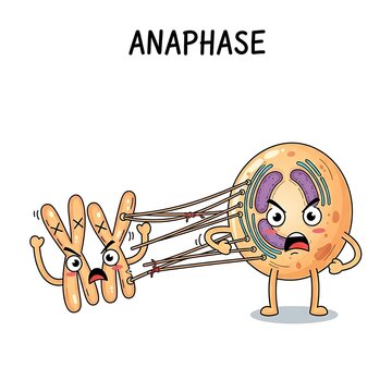 Cartoon horse in anaphase cell division stage.