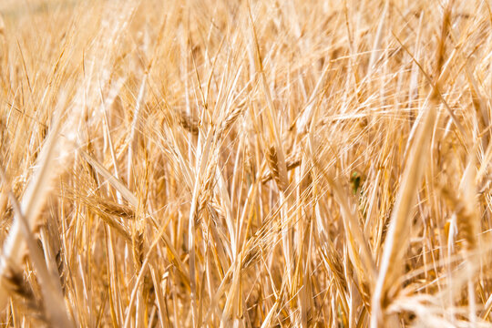 Cultivo de cereales en terreno agr&iacute;cola durante la temporada de crecimiento