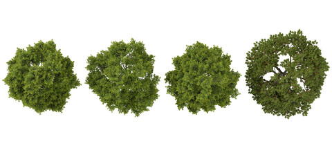 Obraz premium Collection of Tilia,Ulmas plants on transparent background from the top view