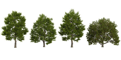 Obraz premium Collection of Tilia,Ulmas plants on transparent background