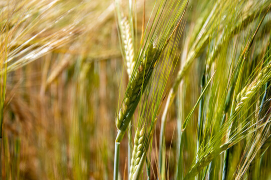 Cultivo de cereales en terreno agr&iacute;cola durante la temporada de crecimiento
