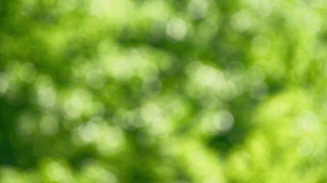 Glittering blurred greenery highlights in foliage create tranquil bokeh movement, ideal as a nature background 
