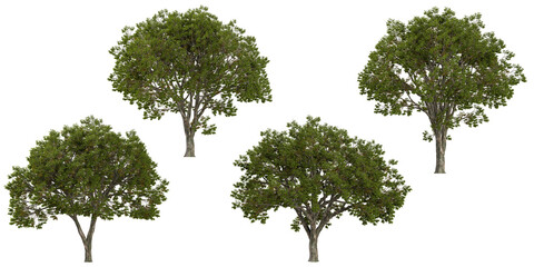 Obraz premium Collection of Ulmas plants on transparent background