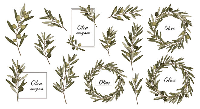 Olive leaf botanical wreath for transparent background, isolated on a, transparent background, olive leaves