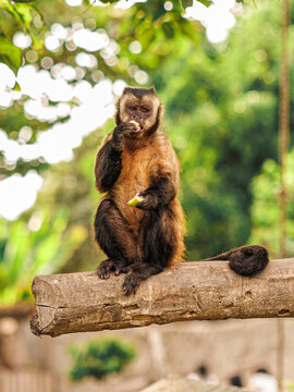 Brown capuchin monkey sitting on a wooden log eating fruit surrounded by lush green tropical foliage