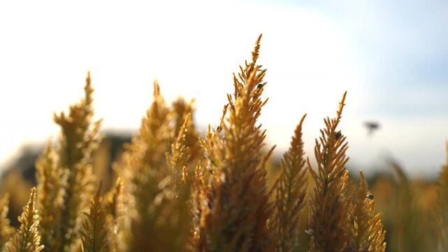 Close up of golden celosia flowers blowing in the wind under bright cinematic sunlight, natural background, outdoor field, real-time footage.