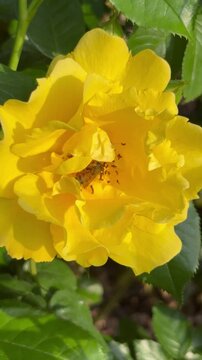 Close-up shot of a bee sipping nectar from a bright yellow rose