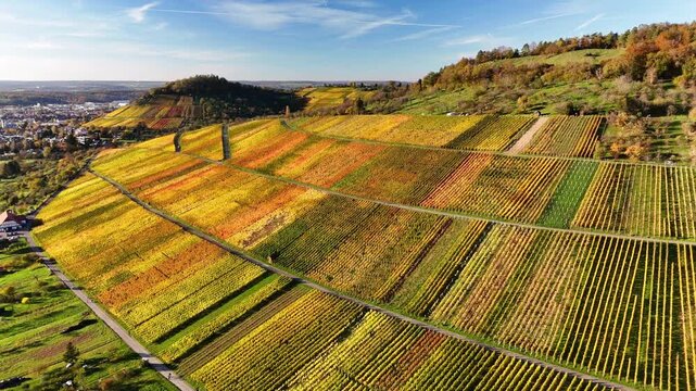 Aerial view of colorful autumn vineyards on a rolling hillside with the town in the background under a clear blue sky in Metzingen, Baden-Wurttemberg, Germany.