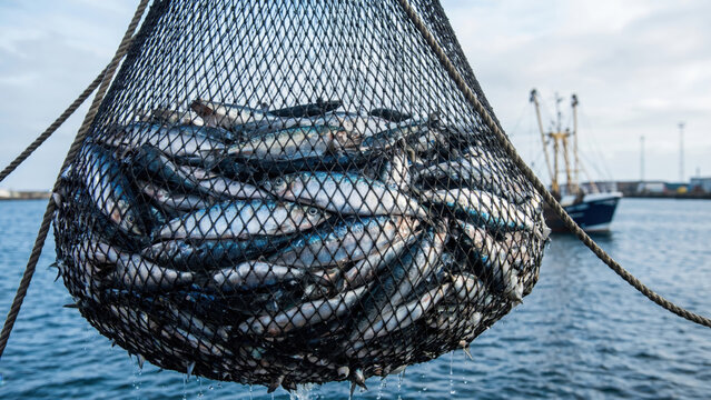 A large fishing net full of freshly caught, shimmering fish lifted from the deep blue water.