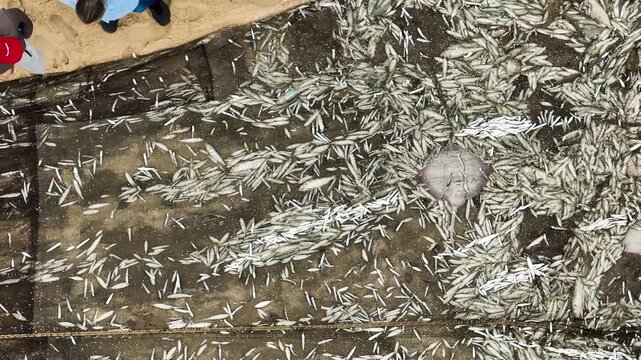 Aerial view of a large catch of small silver fish and a stingray inside a fishing net on the sand at Praia de Mira, Coimbra, Portugal.