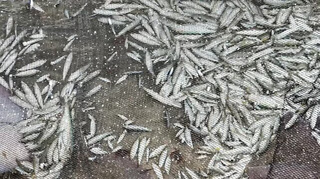 Aerial view of a large catch of small silver fish trapped in a traditional fishing net on the sand at Praia de Mira, Coimbra, Portugal.