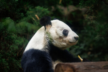 Giant panda bear Xin Xin at Chapultepec Zoo © EderMarcos
