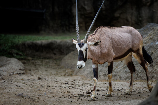 A gemsbok (Oryx gazella)