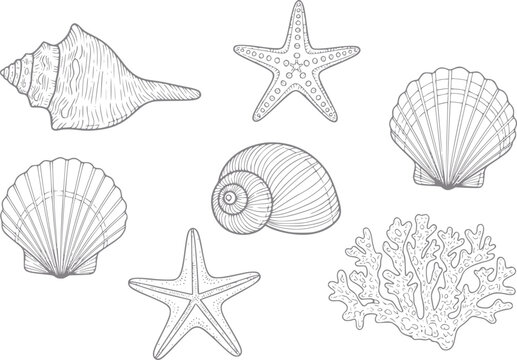Collection of hand-drawn seashells, starfish, and coral