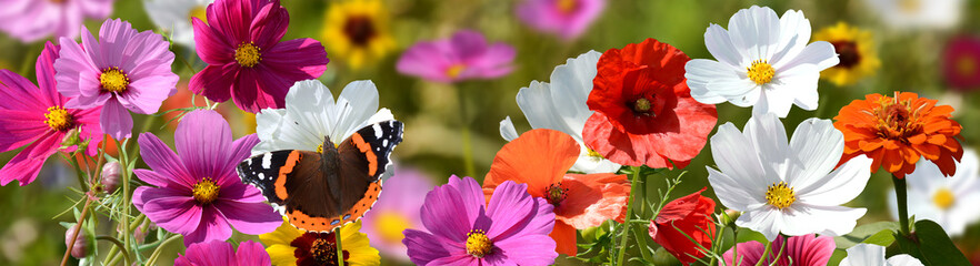 Schmetterling 1561 © K.-U. Häßler