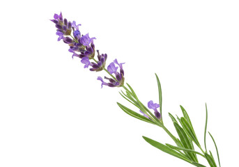 Obraz premium Fresh lavender flower isolated on transparent background