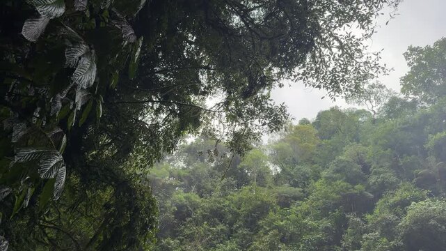 Looking up at tropical jungle canopy and karst cliffs with rain drops