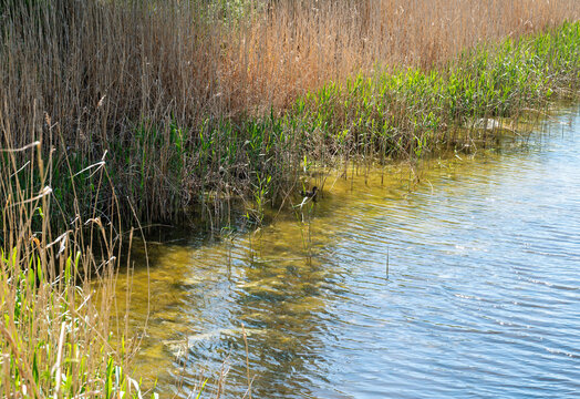 Duck with hidden ducklings among reeds in shallow clear water of a calm wetland