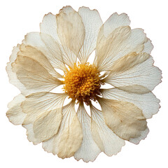 Naklejka premium PNG Delicate pressed flower art